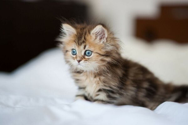 Gatito de ojos grises en una manta blanca