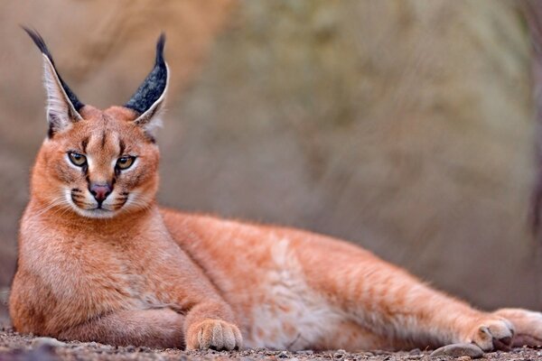 Hermoso caracal en el fondo de la naturaleza