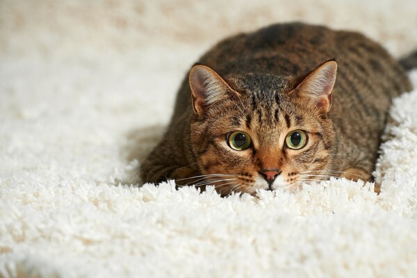 Je me suis caché sur le tapis. Chat rusé