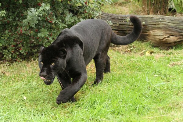 Chat sauvage chasse dans la forêt