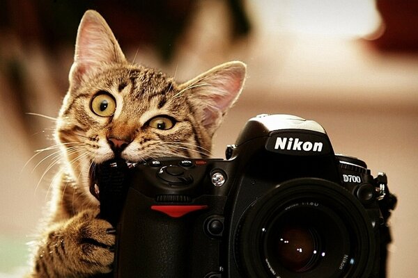 Кот-фотограф грызет камеру