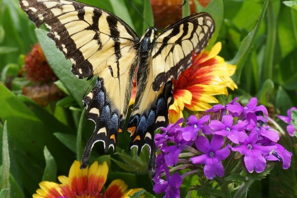 Beau papillon sur fond de fleurs