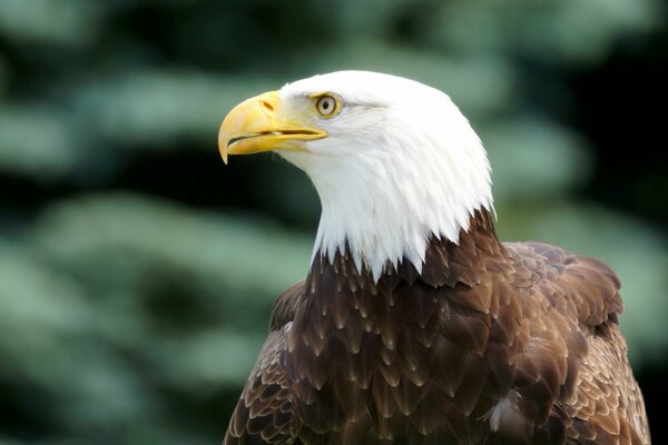 Bird of prey eagle in profile