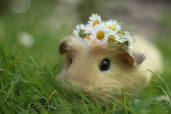 Guinea pig with a wreath of daisies