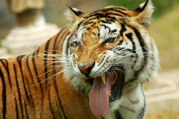 Photo of a big tiger grinning