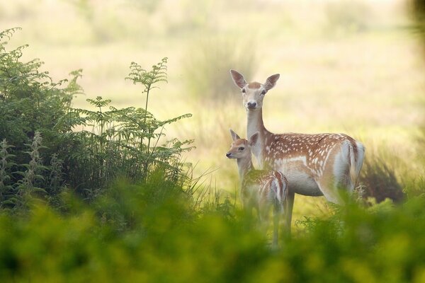 Doe and fawn in nature
