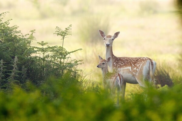 Venado y ciervo en la naturaleza