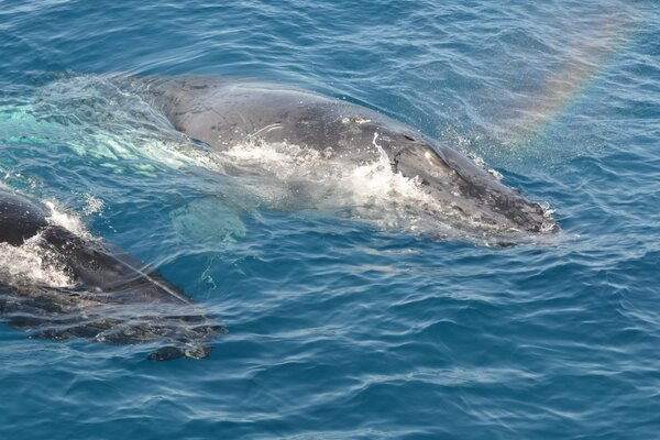 Delfini nelle onde Dell Australia