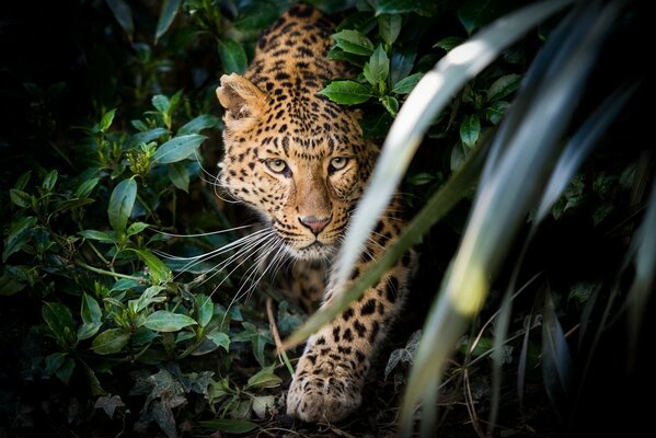 A leopard is sitting in ambush in the thicket