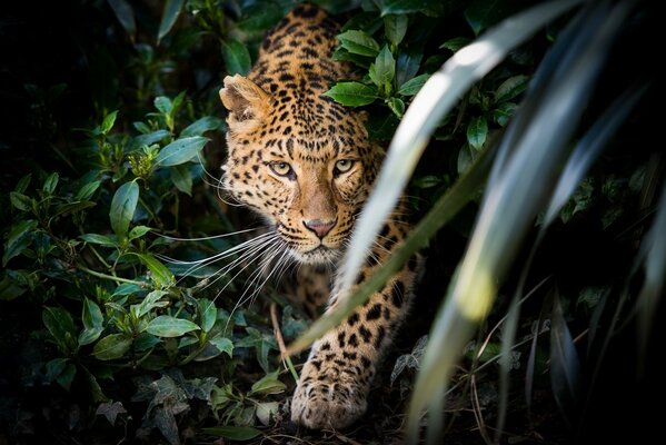 Il leopardo si siede in un imboscata nei boschetti