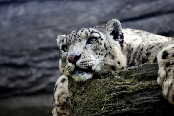 Un hermoso leopardo acostado en una piedra