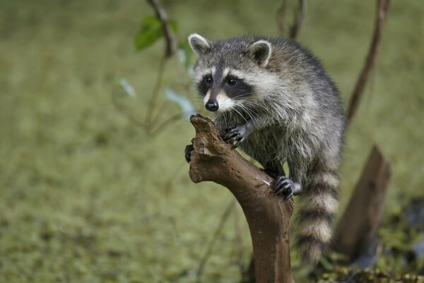 Foto kleiner Waschbär auf einem Ast