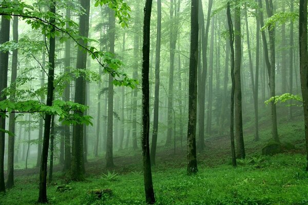 Grüne Bäume in einem nebligen Wald