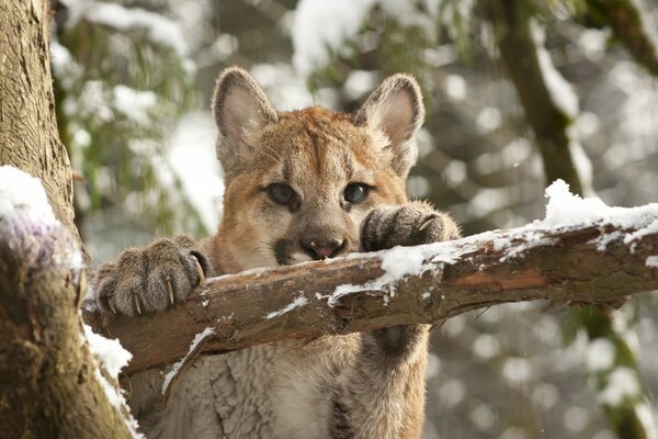 Chat sauvage sur les branches d un arbre