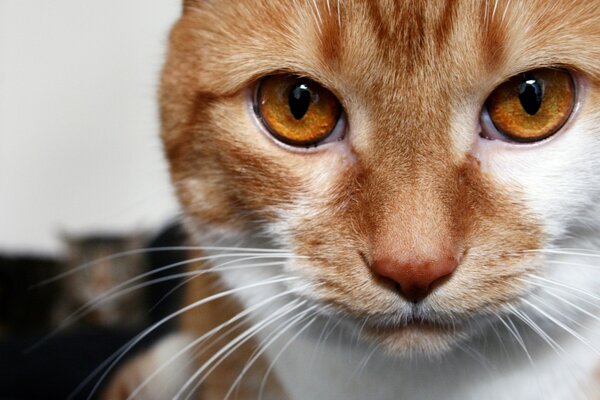 Rothaarige Katze mit braunen Augen schaut in die Kamera