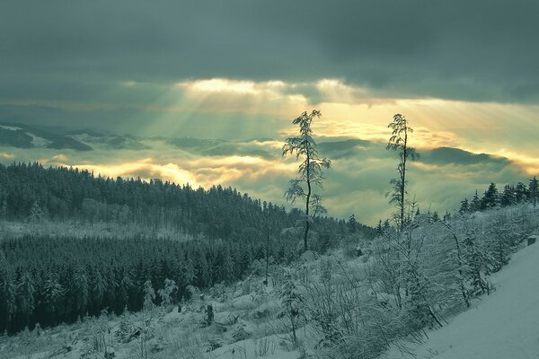 The rays of the sun on the snow in the forest