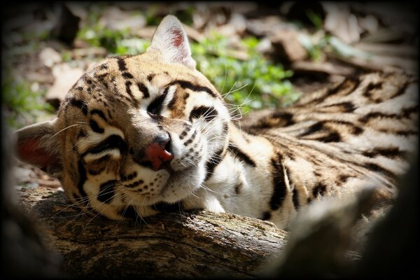 A wild cat sleeps on a log