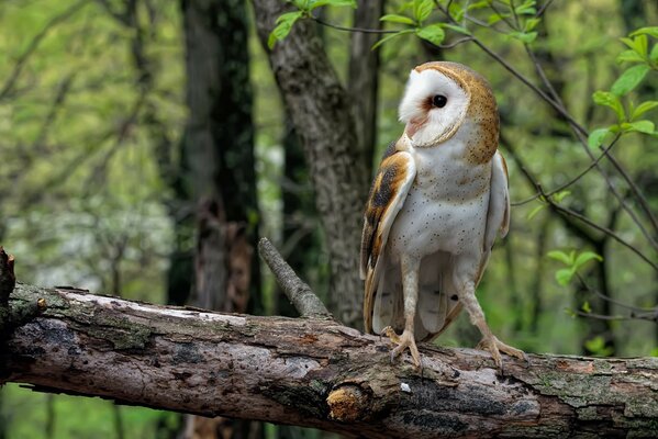 Emotions are beating over the edge . Owl