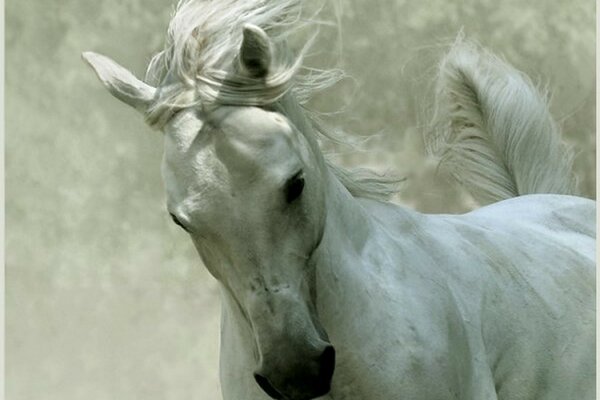 Caballo blanco en un salto con una melena en desarrollo