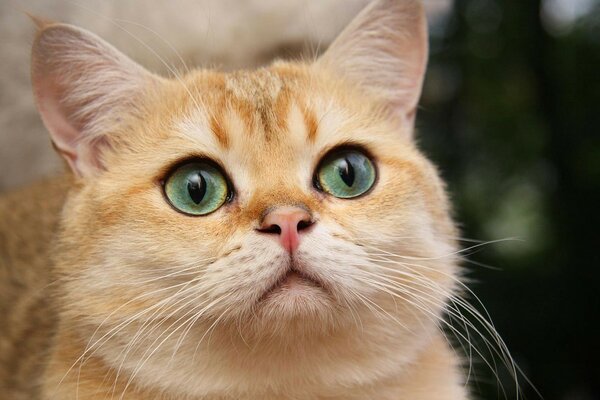 Un chat roux aux yeux verts a vu quelque chose