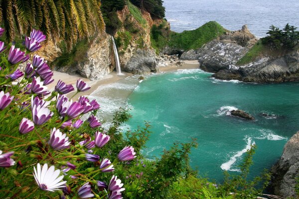 Flores moradas en las rocas