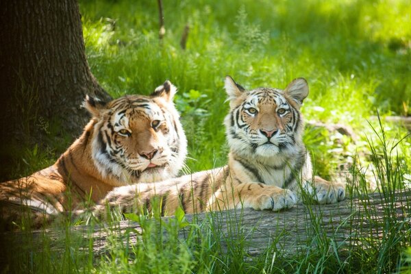 Gatos salvajes en un tronco en el bosque