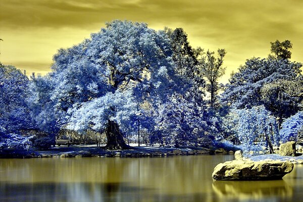 Paisaje lago bosque fondo