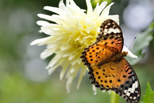 Papillon orange sur Dahlia jaune