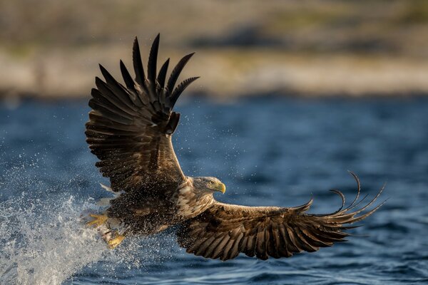 Oiseau de proie aigle-queue vole à l eau pour la proie