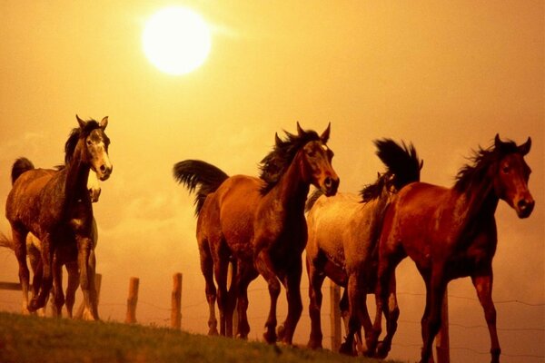 Chevaux en cours d exécution sur fond de coucher de soleil