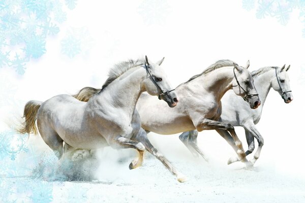 Three horses run through a winter field