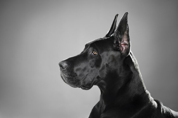 Black Great Dane. Pretty boy