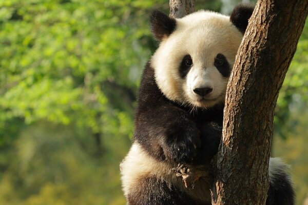 A stuffed panda is sitting on a tree