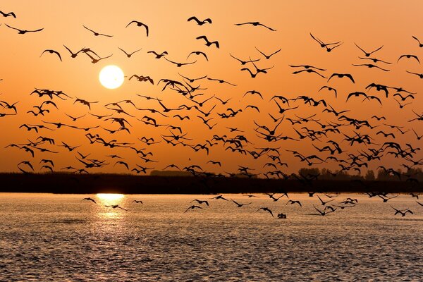 Eine Herde von Vögeln fliegt bei Sonnenuntergang über den See
