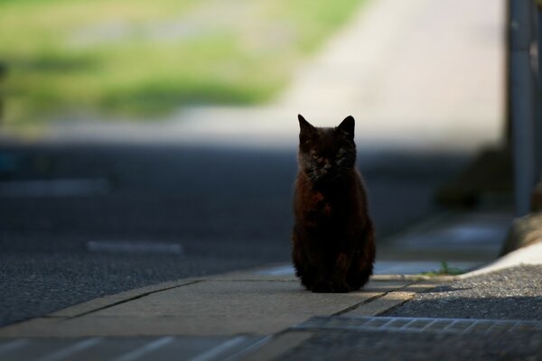 Schwarze Katze sitzt auf der Straße