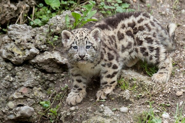 Foto de un cachorro de leopardo en el bosque