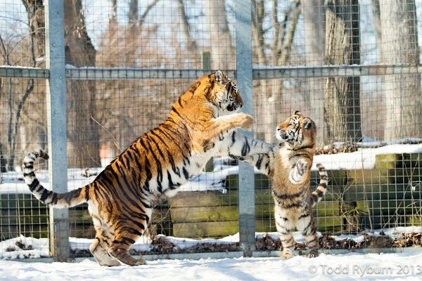 Eine Tigerin spielt im Winter mit ihrem Jungen in einer Voliere