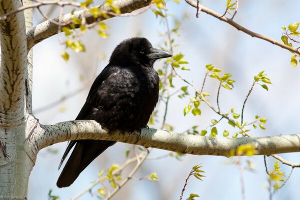 Il est assis sur une branche. Le printemps attend