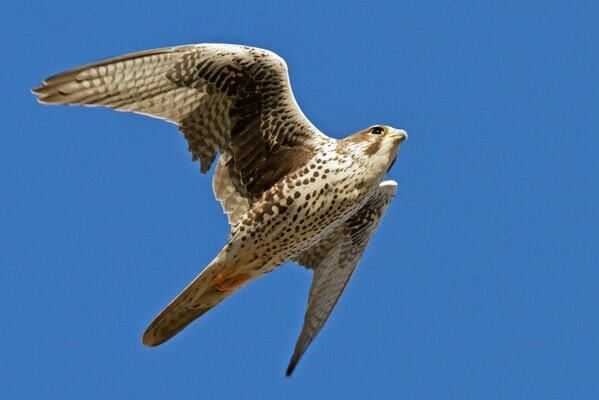 Su uno sfondo blu, un falco in volo con un apertura alare