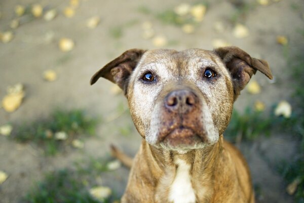 Ein Hund mit süßen Augen und hängenden Ohren schaut in den Rahmen