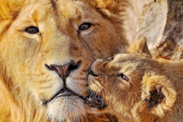 Foto di un leone con un cucciolo di leone che morde