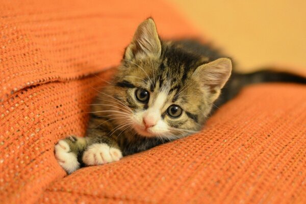 A cat purring on an orange sofa