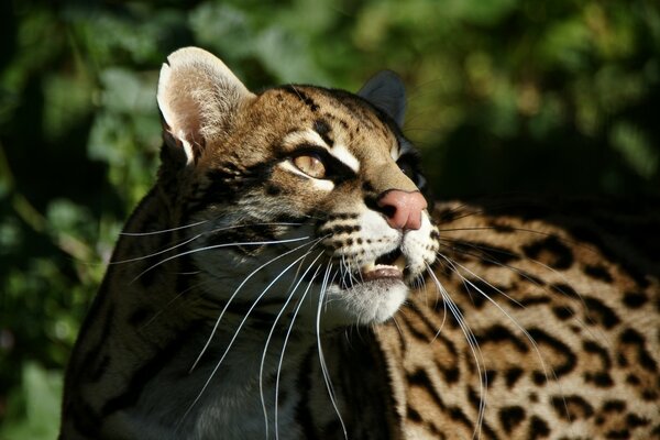 Wildkatze mit scharfen Zähnen