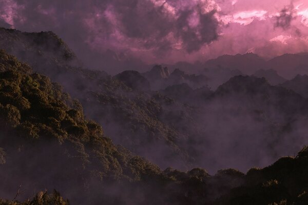 Brouillard enveloppé forêt tropicale