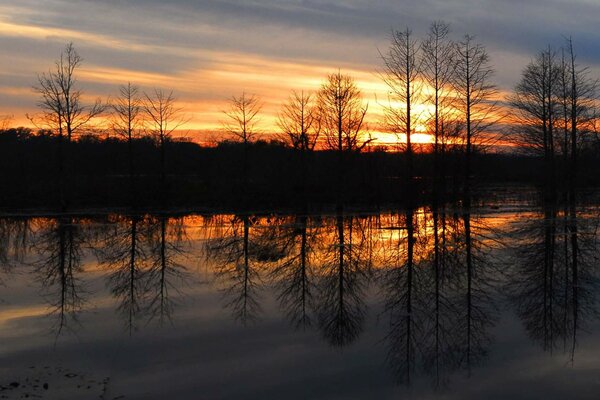 Puesta de sol en el bosque en el fondo del río