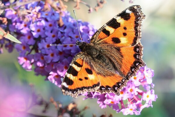 Butterfly urticaria on a branch of lilac