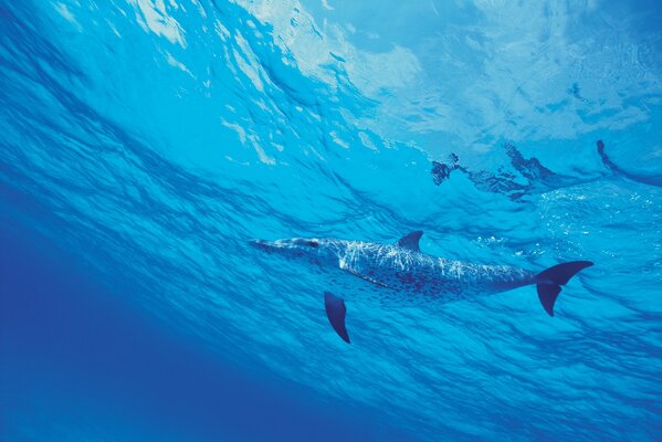 Spotted dolphin swims in the sea