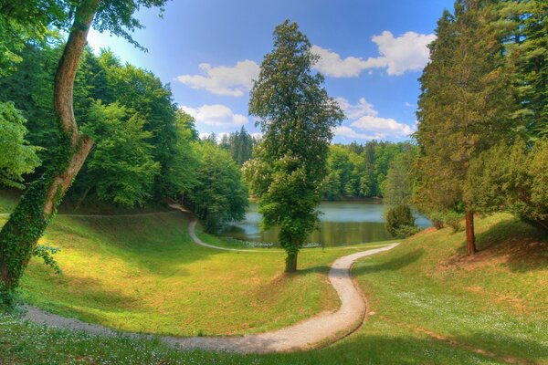 A path in the forest leading to a pond