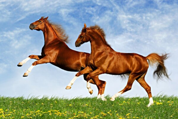 Field. Sky. Beautiful horses