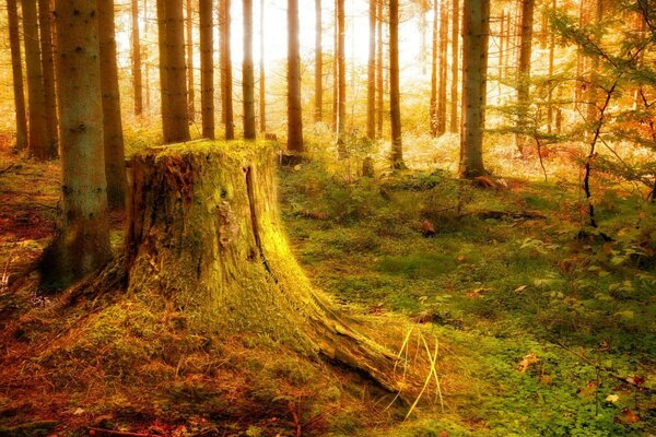 Tocón en el sol en el bosque de otoño